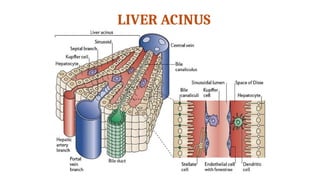 USG of Liver: Anatomy, Circulation, and Pathologies | PPTX