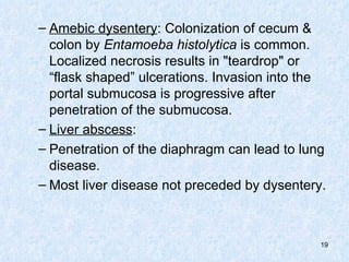 Amebic dysentery : Colonization of cecum & colon by  Entamoeba histolytica  is common. Localized necrosis results in "teardrop" or “flask shaped” ulcerations. Invasion into the portal submucosa is progressive after penetration of the submucosa.  Liver abscess :  Penetration of the diaphragm can lead to lung disease.  Most liver disease not preceded by dysentery.  