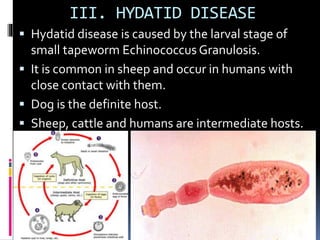 III. HYDATID DISEASE
 Hydatid disease is caused by the larval stage of
small tapeworm Echinococcus Granulosis.
 It is common in sheep and occur in humans with
close contact with them.
 Dog is the definite host.
 Sheep, cattle and humans are intermediate hosts.
 