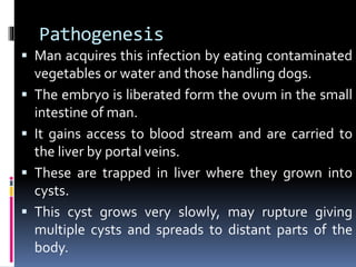 Pathogenesis
 Man acquires this infection by eating contaminated
vegetables or water and those handling dogs.
 The embryo is liberated form the ovum in the small
intestine of man.
 It gains access to blood stream and are carried to
the liver by portal veins.
 These are trapped in liver where they grown into
cysts.
 This cyst grows very slowly, may rupture giving
multiple cysts and spreads to distant parts of the
body.
 