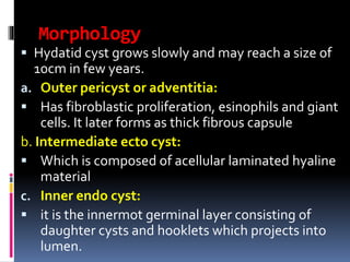 Morphology
 Hydatid cyst grows slowly and may reach a size of
10cm in few years.
a. Outer pericyst or adventitia:
 Has fibroblastic proliferation, esinophils and giant
cells. It later forms as thick fibrous capsule
b. Intermediate ecto cyst:
 Which is composed of acellular laminated hyaline
material
c. Inner endo cyst:
 it is the innermot germinal layer consisting of
daughter cysts and hooklets which projects into
lumen.
 