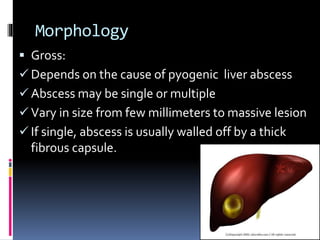 Morphology
 Gross:
 Depends on the cause of pyogenic liver abscess
 Abscess may be single or multiple
 Vary in size from few millimeters to massive lesion
 If single, abscess is usually walled off by a thick
fibrous capsule.
 