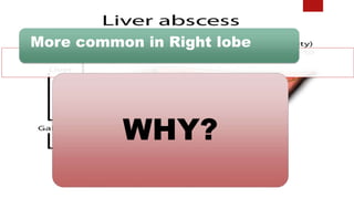More common in Right lobe
WHY?
 