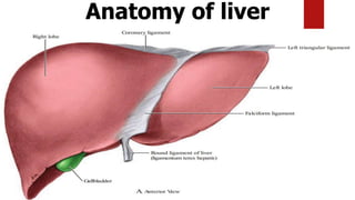 Anatomy of liver
 