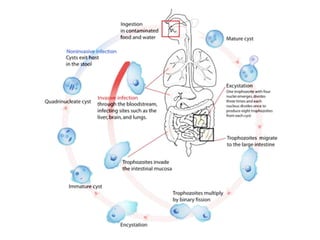 Liver abscess | PPTX