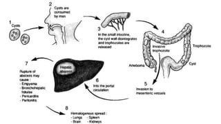 Liver Abscesses Algorithm Liver abscess .pptx