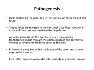 Pathogenesis
• Cysts containing the parasite are transmitted via the fecal and oral
route.
• Trophozoites are released in the intestinal tract after ingestion of
cysts and then reside primarily in the large bowel.
• Amoebic abscesses in the liver form when the amoebic
trophozoites invade through the colonic mucosa and spread via
venules or lymphatics from the colon to the liver.
• E. histolytica may live within the lumen of the colon and may or
may not be invasive.
• liver is the most common extra intestinal site of amoebic invasion
 