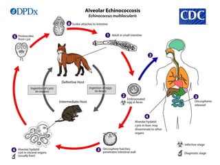 LIVER ABSCESS FINAL.ppt. etiology , pathogenesis, treatment | PPT