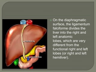 On the diaphragmatic surface, the ligamentumfalciforme divides the liver into the right and left anatomic lobes, which are very different from the functional right and left lobes (or right and left hemiliver).