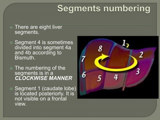 Segments numberingThere are eight liver segments.Segment 4 is sometimes divided into segment 4a and 4b according to Bismuth.The numbering of the segments is in a clockwise manner Segment 1 (caudate lobe) is located posteriorly. It is not visible on a frontal view.