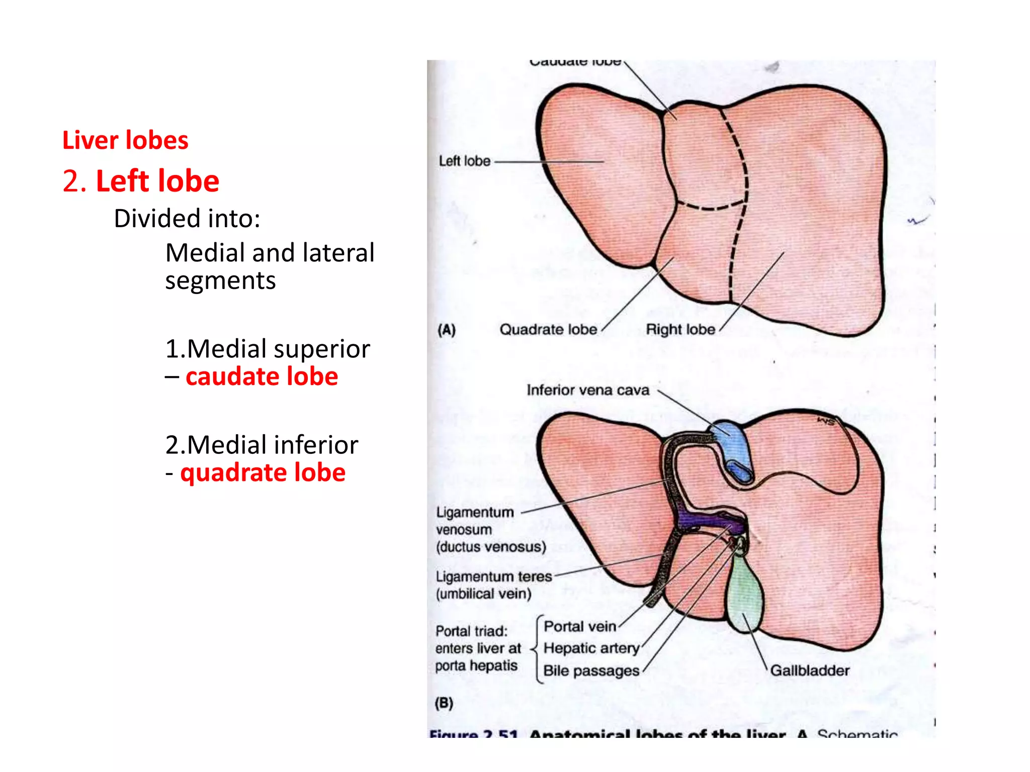 Liver anatomy | PPTX