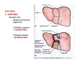 Liver lobes
2. Left lobe
    Divided into:
         Medial and lateral
         segments

        1.Medial superior
        – caudate lobe

        2.Medial inferior
        - quadrate lobe
 