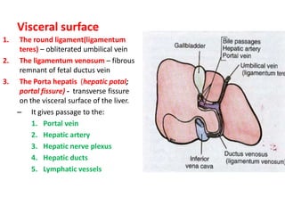 Visceral surface
1.    The round ligament(ligamentum
      teres) – obliterated umbilical vein
2.    The ligamentum venosum – fibrous
      remnant of fetal ductus vein
3.    The Porta hepatis (hepatic potal;
      portal fissure) - transverse fissure
      on the visceral surface of the liver.
     – It gives passage to the:
          1. Portal vein
          2. Hepatic artery
          3. Hepatic nerve plexus
          4. Hepatic ducts
          5. Lymphatic vessels
 