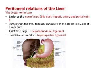 Peritoneal relations of the Liver
The Lesser omentum
• Encloses the portal triad (bile duct, hepatic artery and portal vein
  )
• Passes from the liver to lesser curvature of the stomach + 2 cm of
  duodenum
• Thick free edge -- hepatoduodenal ligament
• Sheet like remainder – hepatogastric ligament
 