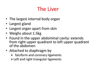 The Liver
• The largest internal body organ
• Largest gland
• Largest organ apart from skin
• Weighs about 1.5kg
• Found in the upper abdominal cavity: extends
  from right upper quadrant to left upper quadrant
  of the abdomen
• Attached to diaphragm by
     falciform and coronary ligaments
    Left and right triangular ligaments
 