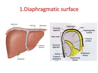 1.Diaphragmatic surface
 