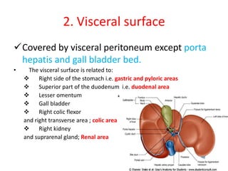 2. Visceral surface
Covered by visceral peritoneum except porta
 hepatis and gall bladder bed.
•     The visceral surface is related to:
         Right side of the stomach i.e. gastric and pyloric areas
         Superior part of the duodenum i.e. duodenal area
         Lesser omentum
         Gall bladder
         Right colic flexor
    and right transverse area ; colic area
         Right kidney
    and suprarenal gland; Renal area
 