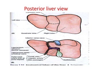 Posterior liver view
 