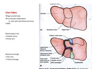 Liver lobes
Right and left lobe
Functionally independent
   i.e. each with own blood and nerve
supply




Blood supply in by:
Hepatic artery
Portal vein




Blood out through:
Vein and
 biliary drainage
 
