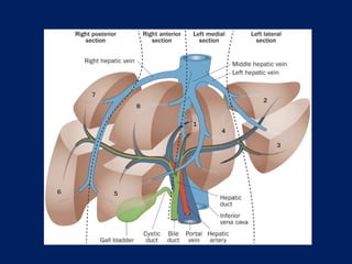 Surgical Anatomy of the Liver : Ηepatectomies - Dimitris P. Korkolis | PPT