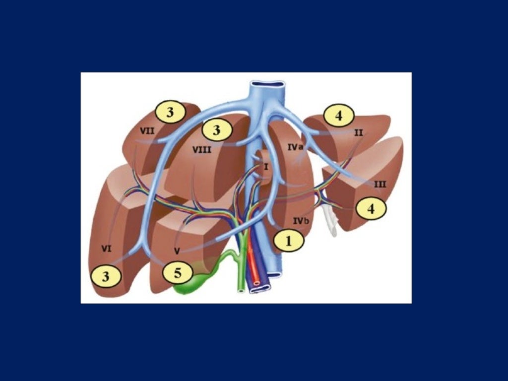 Surgical Liver Anatomy