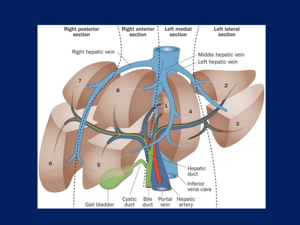 Surgical Anatomy of the Liver : Ηepatectomies - Dimitris P. Korkolis