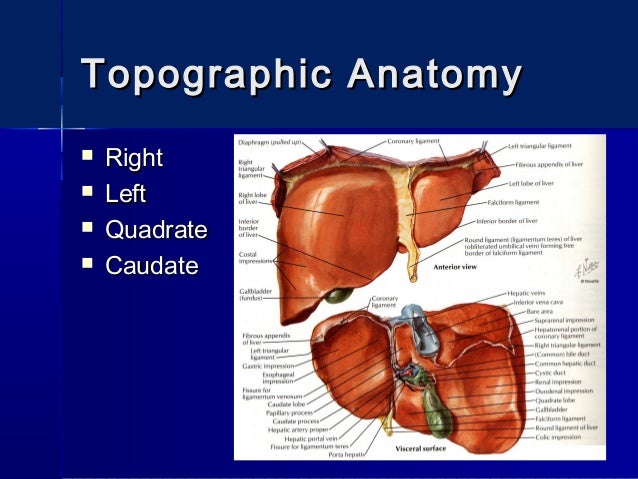 Surgical Anatomy Of The Liver Hepatectomies Dimitris P Korkolis