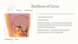 Surfaces of Liver
1. Diaphragmatic Surface
2. Visceral Surface
– Hepatorenal Recess - part of the peritoneal cavity, on
the right side between the liver and the right kidney
and right suprarenal gland.
– Subphrenic Recess - separates the diaphragmatic
surface of the liver from the diaphragm
 