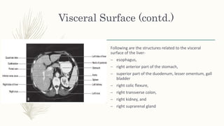 Visceral Surface (contd.)
Following are the structures related to the visceral
surface of the liver-
– esophagus,
– right anterior part of the stomach,
– superior part of the duodenum, lesser omentum, gall
bladder
– right colic flexure,
– right transverse colon,
– right kidney, and
– right suprarenal gland
 