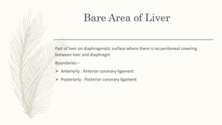 Bare Area of Liver
Part of liver on diaphragmatic surface where there is no peritoneal covering
between liver and diaphragm
Boundaries –
 Anteriorly : Anterior coronary ligament
 Posteriorly : Posterior coronary ligament
 