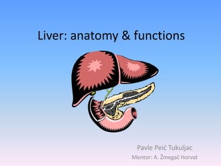Liver: anatomy & functions
Pavle Peić Tukuljac
Mentor: A. Žmegač Horvat
 