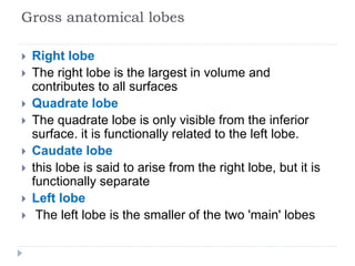 Gross anatomical lobes
 Right lobe
 The right lobe is the largest in volume and
contributes to all surfaces
 Quadrate lobe
 The quadrate lobe is only visible from the inferior
surface. it is functionally related to the left lobe.
 Caudate lobe
 this lobe is said to arise from the right lobe, but it is
functionally separate
 Left lobe
 The left lobe is the smaller of the two 'main' lobes
 