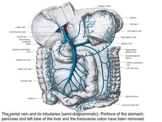 The portal vein and its tributaries (semi-diagrammatic). Portions of the stomach,
pancreas and left lobe of the liver and the transverse colon have been removed.
 