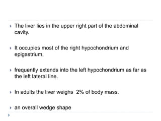  The liver lies in the upper right part of the abdominal
cavity.
 It occupies most of the right hypochondrium and
epigastrium,
 frequently extends into the left hypochondrium as far as
the left lateral line.
 In adults the liver weighs 2% of body mass.
 an overall wedge shape
 