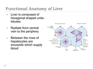 Functional Anatomy of Liver
• Liver is composed of
hexagonal shaped units-
lobules
• Radiate from central
vein to the periphery
• Between the rows of
hepatocytes are
sinusoids which supply
blood
 