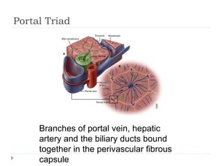Portal Triad
Branches of portal vein, hepatic
artery and the biliary ducts bound
together in the perivascular fibrous
capsule
 
