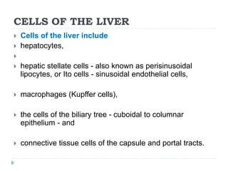 CELLS OF THE LIVER
 Cells of the liver include
 hepatocytes,

 hepatic stellate cells - also known as perisinusoidal
lipocytes, or Ito cells - sinusoidal endothelial cells,
 macrophages (Kupffer cells),
 the cells of the biliary tree - cuboidal to columnar
epithelium - and
 connective tissue cells of the capsule and portal tracts.
 