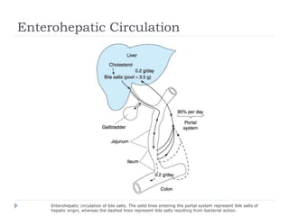 Enterohepatic Circulation
Enterohepatic circulation of bile salts. The solid lines entering the portal system represent bile salts of
hepatic origin, whereas the dashed lines represent bile salts resulting from bacterial action.
 