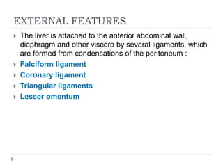 EXTERNAL FEATURES
 The liver is attached to the anterior abdominal wall,
diaphragm and other viscera by several ligaments, which
are formed from condensations of the peritoneum :
 Falciform ligament
 Coronary ligament
 Triangular ligaments
 Lesser omentum
 