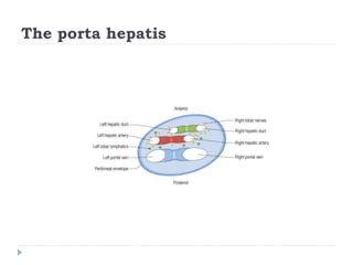 The porta hepatis
 