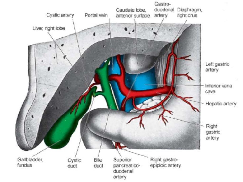 Liver anatomy and physiology