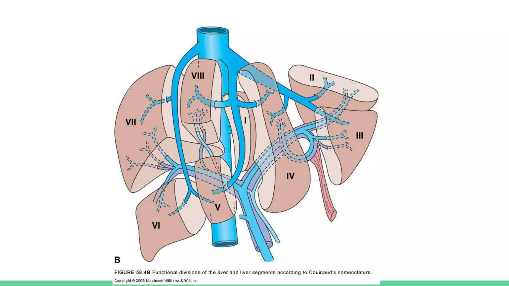 Anatomy and Physiology of the Liver and a review of Benign Hepatic ...