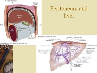 Peritoneum and
liver
 