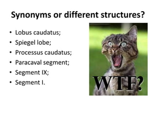 Synonyms or different structures?
• Lobus caudatus;
• Spiegel lobe;
• Processus caudatus;
• Paracaval segment;
• Segment IX;
• Segment I.
 