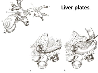 Liver plates
 