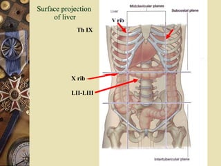 Surface projection
of liver
LII-LIII
Th IX
V rib
X rib
 