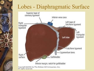 Lobes - Diaphragmatic Surface
 