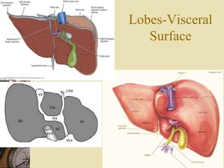 Lobes-Visceral
Surface
 