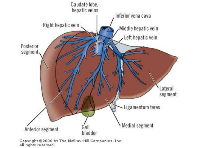Liver anatomy - history, lobes, segments (by Armata manus)