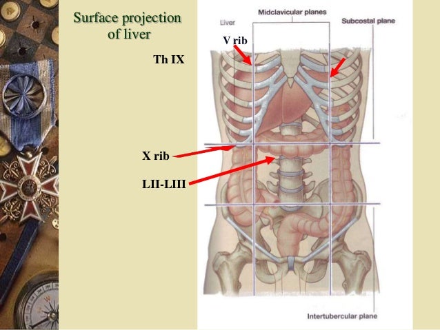 Liver anatomy - history, lobes, segments (by Armata manus)